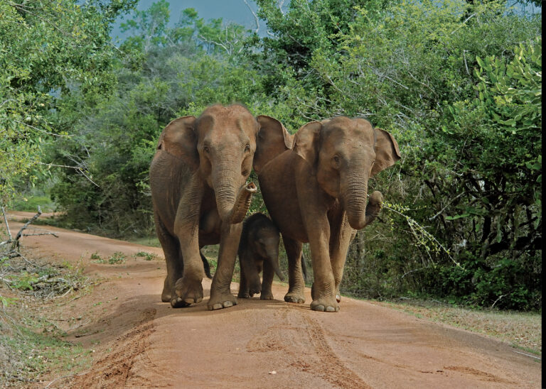 Yala National Park - Elephents